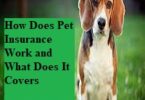 How Does Pet Insurance Work and What Does It Covers