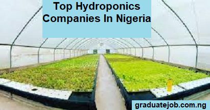Top Hydroponics Companies In Nigeria